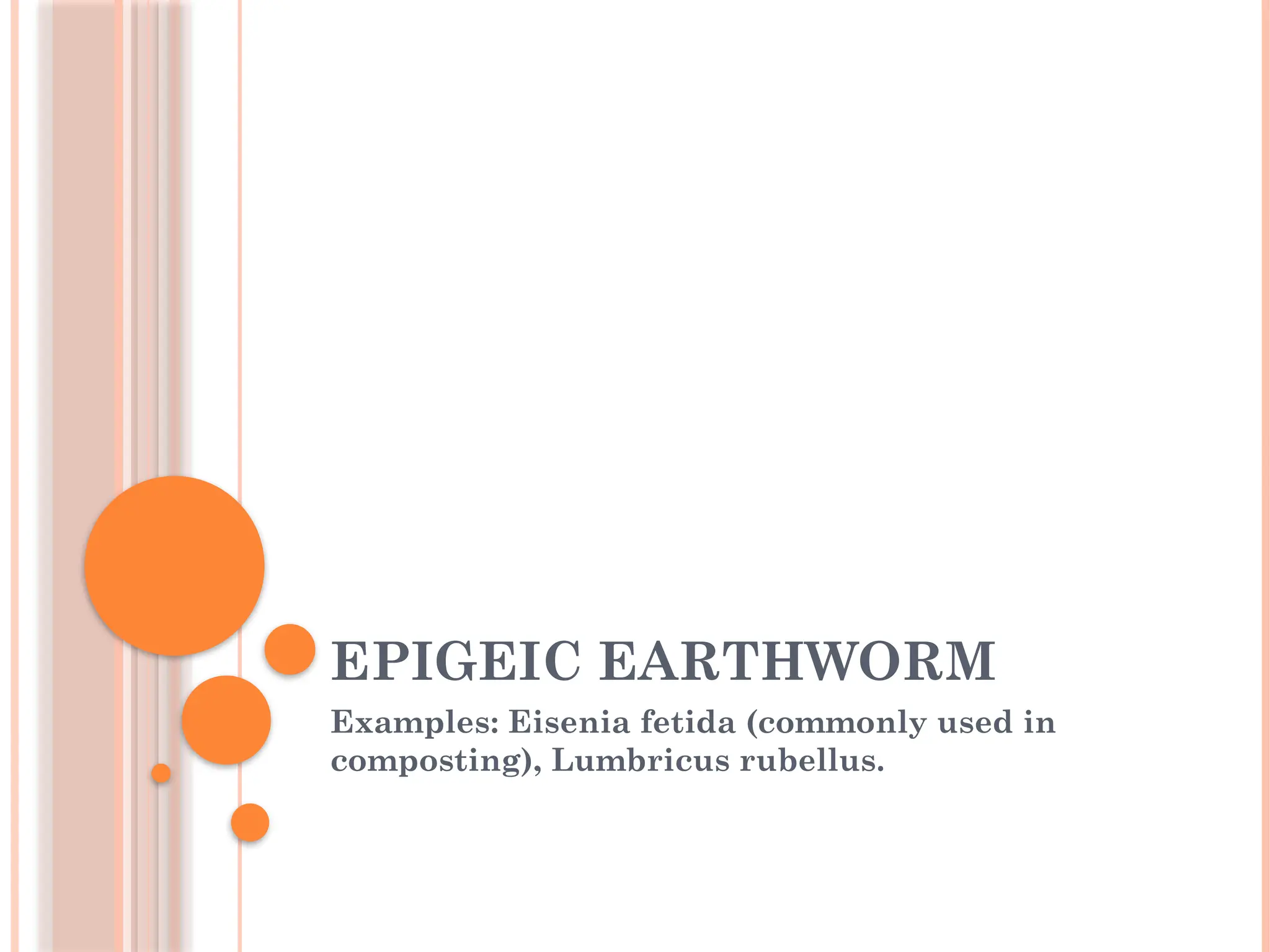 EPIGEIC EARTHWORM
Examples: Eisenia fetida (commonly used in
composting), Lumbricus rubellus.