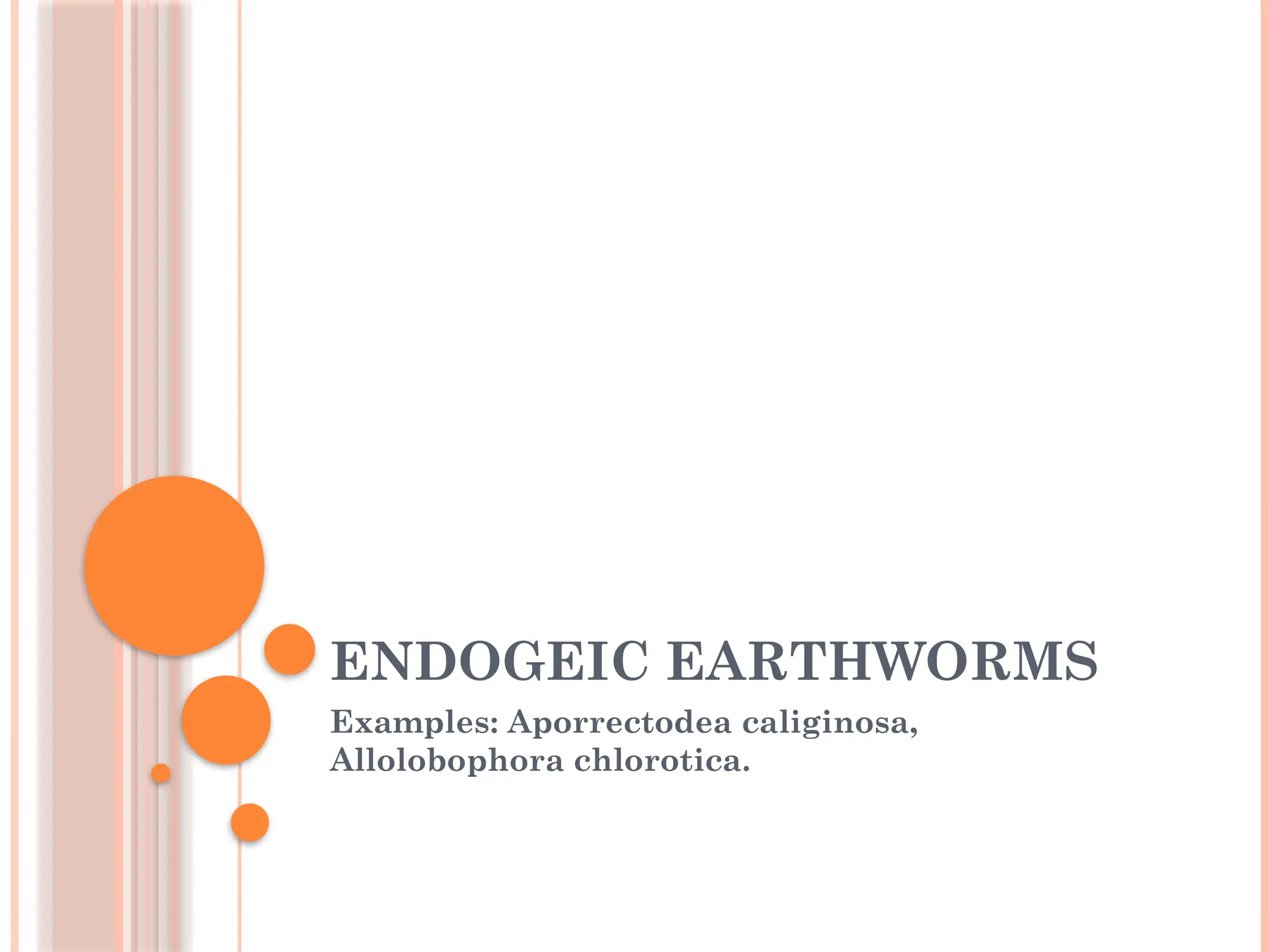 ENDOGEIC EARTHWORMS
Examples: Aporrectodea caliginosa,
Allolobophora chlorotica.