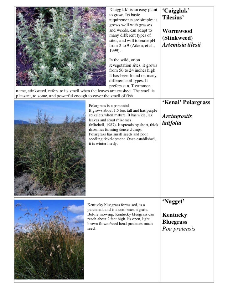 AK Anchorage Native Plant Seeds Available for 2009 Rain Gardens