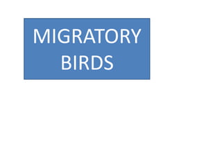 MIGRATORY
BIRDS

 