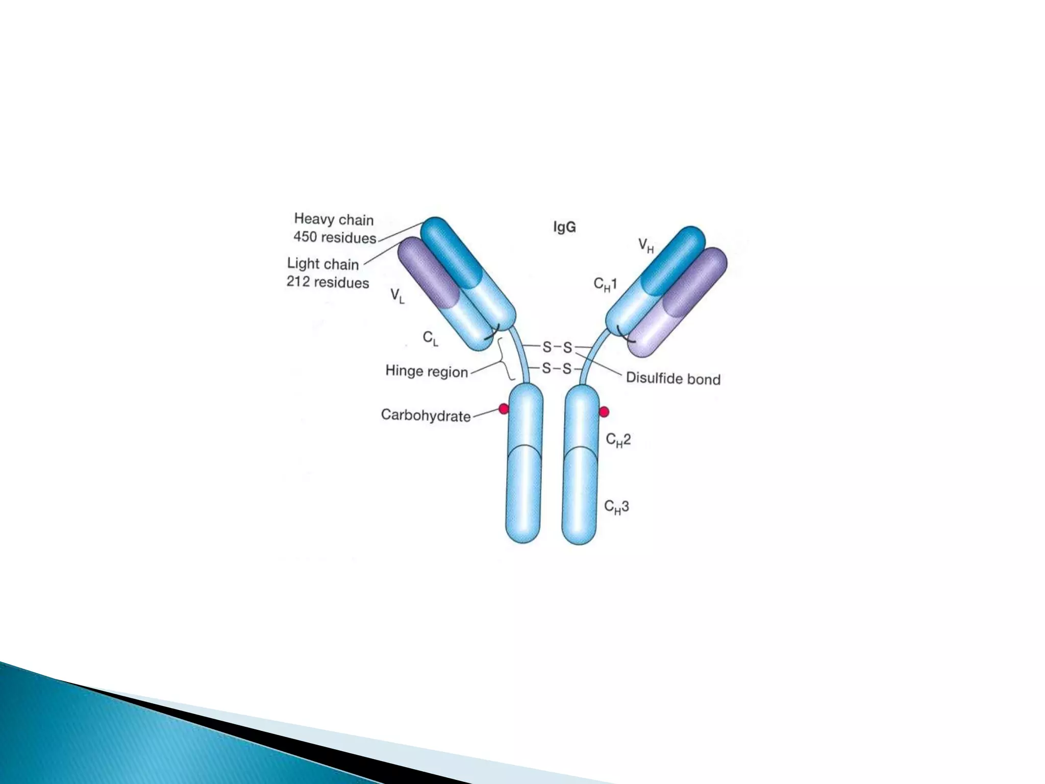 Immunoglobulins | PPT