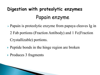 Digestion with proteolytic enzymes
Papain enzyme
 Papain is proteolytic enzyme from papaya cleaves Ig in
2 Fab portions (Fraction Antibody) and 1 Fc(Fraction
Crystallizable) portions.
 Peptide bonds in the hinge region are broken
 Produces 3 fragments
 