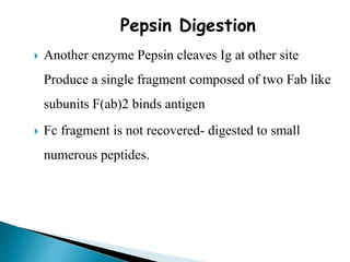 Pepsin Digestion
 Another enzyme Pepsin cleaves Ig at other site
Produce a single fragment composed of two Fab like
subunits F(ab)2 binds antigen
 Fc fragment is not recovered- digested to small
numerous peptides.
 