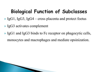 Biological Function of Subclasses
 IgG1, IgG3, IgG4 – cross placenta and protect foetus
 IgG3 activates complement
 IgG1 and IgG3 binds to Fc receptor on phagocytic cells,
monocytes and macrophages and mediate opsinization.
 