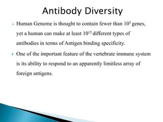 Antibody Diversity
 Human Genome is thought to contain fewer than 105 genes,
yet a human can make at least 1015 different types of
antibodies in terms of Antigen binding specificity.
 One of the important feature of the vertebrate immune system
is its ability to respond to an apparently limitless array of
foreign antigens.
 