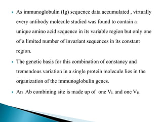  As immunoglobulin (Ig) sequence data accumulated , virtually
every antibody molecule studied was found to contain a
unique amino acid sequence in its variable region but only one
of a limited number of invariant sequences in its constant
region.
 The genetic basis for this combination of constancy and
tremendous variation in a single protein molecule lies in the
organization of the immunoglobulin genes.
 An Ab combining site is made up of one VL and one VH.
 