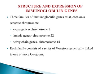 STRUCTURE AND EXPRESSION OF
IMMUNOGLOBULIN GENES
 Three families of immunoglobulin genes exist, each on a
separate chromosome.
◦ kappa genes- chromosome 2
◦ lambda genes- chromosome 22
◦ heavy chain genes- chromosome 14
 Each family consists of a series of V-regions genetically linked
to one or more C-regions.
 