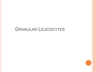 GRANULAR LEUCOCYTES
 