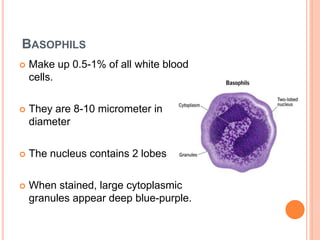 BASOPHILS
 Make up 0.5-1% of all white blood
cells.
 They are 8-10 micrometer in
diameter
 The nucleus contains 2 lobes
 When stained, large cytoplasmic
granules appear deep blue-purple.
 