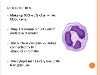 NEUTROPHILS
 Make up 60%-70% of all white
blood cells.
 They are normally 10-12 micro
meters in diameter
 The nucleus contains 2-5 lobes
connected by thin
strand of chromatin
 The cytoplasm has very fine, pale
lilac granules
 