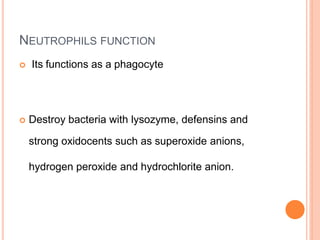NEUTROPHILS FUNCTION
 Its functions as a phagocyte
 Destroy bacteria with lysozyme, defensins and
strong oxidocents such as superoxide anions,
hydrogen peroxide and hydrochlorite anion.
 