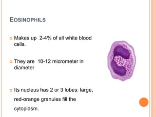 EOSINOPHILS
 Makes up 2-4% of all white blood
cells.
 They are 10-12 micrometer in
diameter
 Its nucleus has 2 or 3 lobes: large,
red-orange granules fill the
cytoplasm.
 