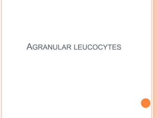 AGRANULAR LEUCOCYTES
 