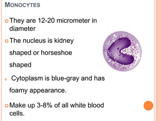 MONOCYTES
They are 12-20 micrometer in
diameter
The nucleus is kidney
shaped or horseshoe
shaped
 Cytoplasm is blue-gray and has
foamy appearance.
Make up 3-8% of all white blood
cells.
 