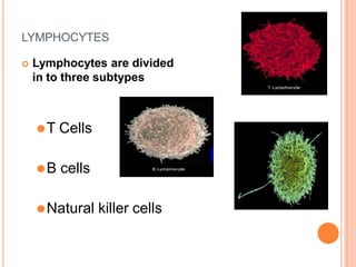 LYMPHOCYTES
 Lymphocytes are divided
in to three subtypes
⚫T Cells
⚫B cells
⚫Natural killer cells
 