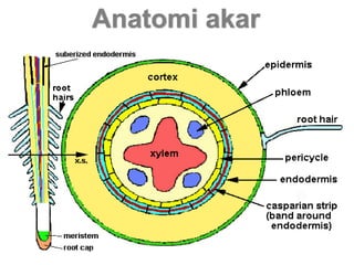 Akar | PPTX