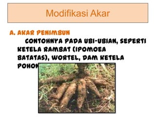 Bentuk modifikasi akar ubi jalar