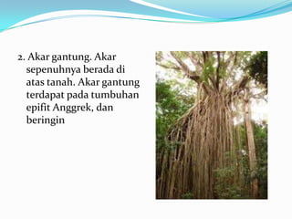 2. Akar gantung. Akar
sepenuhnya berada di
atas tanah. Akar gantung
terdapat pada tumbuhan
epifit Anggrek, dan
beringin
 