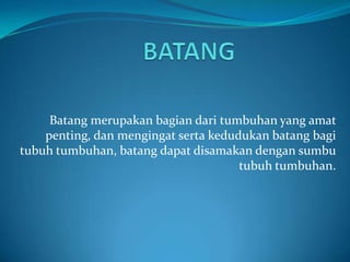 Batang merupakan bagian dari tumbuhan yang amat
penting, dan mengingat serta kedudukan batang bagi
tubuh tumbuhan, batang dapat disamakan dengan sumbu
tubuh tumbuhan.
 