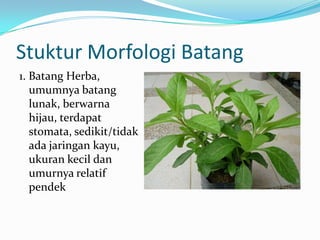 Stuktur Morfologi Batang
1. Batang Herba,
umumnya batang
lunak, berwarna
hijau, terdapat
stomata, sedikit/tidak
ada jaringan kayu,
ukuran kecil dan
umurnya relatif
pendek
 