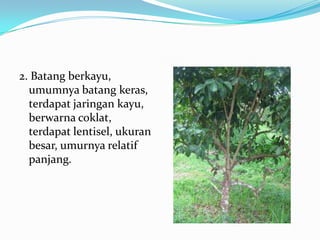 2. Batang berkayu,
umumnya batang keras,
terdapat jaringan kayu,
berwarna coklat,
terdapat lentisel, ukuran
besar, umurnya relatif
panjang.
 