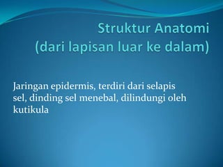 Jaringan epidermis, terdiri dari selapis
sel, dinding sel menebal, dilindungi oleh
kutikula
 