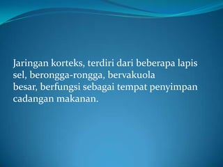 Jaringan korteks, terdiri dari beberapa lapis
sel, berongga-rongga, bervakuola
besar, berfungsi sebagai tempat penyimpan
cadangan makanan.
 