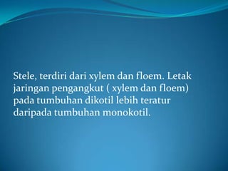Stele, terdiri dari xylem dan floem. Letak
jaringan pengangkut ( xylem dan floem)
pada tumbuhan dikotil lebih teratur
daripada tumbuhan monokotil.
 