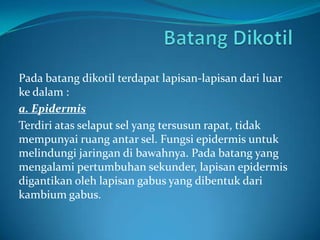 Pada batang dikotil terdapat lapisan-lapisan dari luar
ke dalam :
a. Epidermis
Terdiri atas selaput sel yang tersusun rapat, tidak
mempunyai ruang antar sel. Fungsi epidermis untuk
melindungi jaringan di bawahnya. Pada batang yang
mengalami pertumbuhan sekunder, lapisan epidermis
digantikan oleh lapisan gabus yang dibentuk dari
kambium gabus.
 