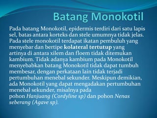 Pada batang Monokotil, epidermis terdiri dari satu lapis
sel, batas antara korteks dan stele umumnya tidak jelas.
Pada stele monokotil terdapat ikatan pembuluh yang
menyebar dan bertipe kolateral tertutup yang
artinya di antara xilem dan floem tidak ditemukan
kambium. Tidak adanya kambium pada Monokotil
menyebabkan batang Monokotil tidak dapat tumbuh
membesar, dengan perkataan lain tidak terjadi
pertumbuhan menebal sekunder. Meskipun demikian,
ada Monokotil yang dapat mengadakan pertumbuhan
menebal sekunder, misalnya pada
pohon Hanjuang (Cordyline sp) dan pohon Nenas
seberang (Agave sp).
 