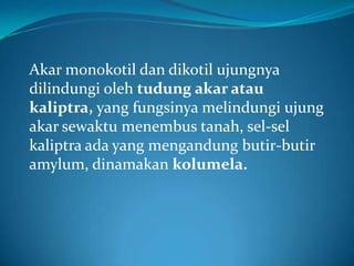 Akar monokotil dan dikotil ujungnya
dilindungi oleh tudung akar atau
kaliptra, yang fungsinya melindungi ujung
akar sewaktu menembus tanah, sel-sel
kaliptra ada yang mengandung butir-butir
amylum, dinamakan kolumela.
 