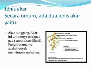 Jenis akar
Secara umum, ada dua jenis akar
yaitu:
1. Akar tunggang. Akar
ini umumnya terdapat
pada tumbuhan dikotil.
Fungsi utamanya
adalah untuk
menyimpan makanan.
 