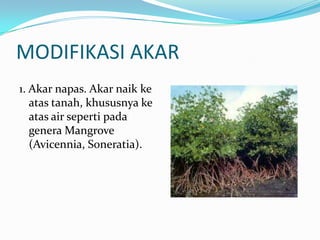MODIFIKASI AKAR
1. Akar napas. Akar naik ke
atas tanah, khususnya ke
atas air seperti pada
genera Mangrove
(Avicennia, Soneratia).
 
