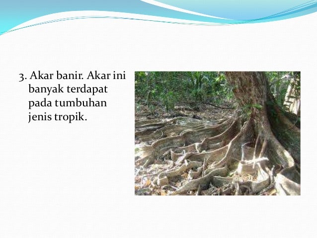 identifikasi akar dan batang