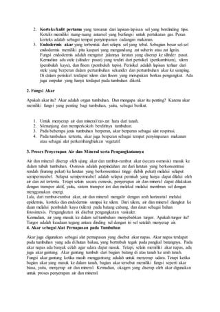 2. Korteks/kulit pertama yang tersusun dari lapisan-lapisan sel yang berdinding tipis. 
Koteks memiliki ruang-ruang antarsel yang berfungsi untuk pertukaran gas. Peran 
korteks adalah sebagai tempat penyimpanan cadangan makanan. 
3. Endodermis akar yang terbentuk dari selapis sel yang tebal. Sebagian besar sel-sel 
endodermis memiliki pita kaspari yang mengandung zat suberin atau zat lignin. 
Fungsi endodermis adalah mengatur jalannya larutan yang diserap ke silinder pusat. 
Kemudian ada stele (silinder pusat) yang terdiri dari perisikel (perikambium), xilem 
(pembuluh kayu), dan floem (pembuluh tapis). Perisikel adalah lapisan terluar dari 
stele yang berperan dalam pertumbuhan sekunder dan pertumbuhan akar ke samping. 
Di dalam perisikel terdapat xilem dan floem yang merupakan berkas pengangkut. Ada 
juga empulur yang hanya terdapat pada tumbuhan dikotil. 
2. Fungsi Akar 
Apakah akar itu? Akar adalah organ tumbuhan. Dan mengapa akar itu penting? Karena akar 
memiliki fungsi yang penting bagi tumbuhan, yaitu, sebagai berikut. 
1. Untuk menyerap air dan mineral/zat-zat hara dari tanah. 
2. Menunjang dan memperkokoh berdirinya tumbuhan. 
3. Pada beberapa jenis tumbuhan berperan, akar berperan sebagai alat respirasi. 
4. Pada tumbuhan tertentu, akar juga berperan sebagai tempat penyimpanan makanan 
atau sebagai alat perkembangbiakan vegetatif. 
3. Proses Penyerapan Air dan Mineral serta Pengangkutannya 
Air dan mineral diserap oleh ujung akar dan rambut-rambut akar (secara osmosis) masuk ke 
dalam tubuh tumbuhan. Osmosis adalah perpindahan zat dari larutan yang berkonsentrasi 
rendah (kurang pekat) ke larutan yang berkonsentrasi tinggi (lebih pekat) melalui selaput 
semipermeabel. Selaput semipermeabel adalah selaput pemisah yang hanya dapat dilalui oleh 
air dan zat tertentu. Tetapi selain secara osmosis, penyerapan air dan mineral dapat dilakukan 
dengan transpor aktif, yaitu, sistem transpor ion dan molekul melalui membran sel dengan 
menggunakan energi. 
Lalu, dari rambut-rambut akar, air dan mineral mengalir dengan arah horizontal melalui 
epidermis, korteks dan endodermis sampai ke xilem. Dari xilem, air dan mineral diangkut ke 
daun melalui pembuluh kayu (xilem) pada batang cabang, dan daun sebagai bahan 
fotosintesis. Pengangkutan ini disebut pengangkutan vaskuler. 
Kemudian, air yang masuk ke dalam sel tumbuhan menyebabkan turgor. Apakah turgor itu? 
Turgor adalah keadaan tegang antara dinding sel dengan isi sel setelah menyerap air. 
4. Akar sebagai Alat Pernapasan pada Tumbuhan 
Akar juga digunakan sebagai alat pernapasan yang disebut akar napas. Akar napas terdapat 
pada tumbuhan yang ada di hutan bakau, yang bertmbuh tegak pada pangkal batangnya. Pada 
akar napas ada banyak celah agar udara dapat masuk. Tetapi, selain memiliki akar napas, ada 
juga akar gantung. Akar gantung tumbuh dari bagian batang di atas tanah ke arah tanah. 
Fungsi akar gantung ketika masih menggantung adalah untuk menyerap udara. Tetapi ketika 
bagian akar yang masuk ke dalam tanah, bagian akar tersebut memiliki fungsi seperti akar 
biasa, yaitu, menyerap air dan mineral. Kemudian, oksigen yang diserap oleh akar digunakan 
untuk proses penyerapan air dan mineral. 
 