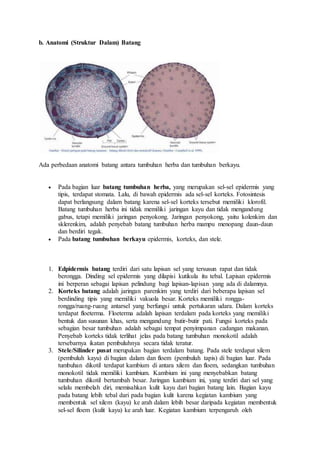 b. Anatomi (Struktur Dalam) Batang 
Ada perbedaan anatomi batang antara tumbuhan herba dan tumbuhan berkayu. 
 Pada bagian luar batang tumbuhan herba, yang merupakan sel-sel epidermis yang 
tipis, terdapat stomata. Lalu, di bawah epidermis ada sel-sel korteks. Fotosintesis 
dapat berlangsung dalam batang karena sel-sel korteks tersebut memiliki klorofil. 
Batang tumbuhan herba ini tidak memiliki jaringan kayu dan tidak mengandung 
gabus, tetapi memiliki jaringan penyokong. Jaringan penyokong, yaitu kolenkim dan 
sklerenkim, adalah penyebab batang tumbuhan herba mampu menopang daun-daun 
dan berdiri tegak. 
 Pada batang tumbuhan berkayu epidermis, korteks, dan stele. 
1. Edpidermis batang terdiri dari satu lapisan sel yang tersusun rapat dan tidak 
berongga. Dinding sel epidermis yang dilapisi kutikula itu tebal. Lapisan epidermis 
ini berperan sebagai lapisan pelindung bagi lapisan-lapisan yang ada di dalamnya. 
2. Korteks batang adalah jaringan parenkim yang terdiri dari beberapa lapisan sel 
berdinding tipis yang memiliki vakuola besar. Korteks memiliki rongga-rongga/ 
ruang-ruang antarsel yang berfungsi untuk pertukaran udara. Dalam korteks 
terdapat floeterma. Floeterma adalah lapisan terdalam pada korteks yang memiliki 
bentuk dan susunan khas, serta mengandung butir-butir pati. Fungsi korteks pada 
sebagian besar tumbuhan adalah sebagai tempat penyimpanan cadangan makanan. 
Penyebab korteks tidak terlihat jelas pada batang tumbuhan monokotil adalah 
tersebarnya ikatan pembuluhnya secara tidak teratur. 
3. Stele/Silinder pusat merupakan bagian terdalam batang. Pada stele terdapat xilem 
(pembuluh kayu) di bagian dalam dan floem (pembuluh tapis) di bagian luar. Pada 
tumbuhan dikotil terdapat kambium di antara xilem dan floem, sedangkan tumbuhan 
monokotil tidak memiliki kambium. Kambium ini yang menyebabkan batang 
tumbuhan dikotil bertambah besar. Jaringan kambium ini, yang terdiri dari sel yang 
selalu membelah diri, memisahkan kulit kayu dari bagian batang lain. Bagian kayu 
pada batang lebih tebal dari pada bagian kulit karena kegiatan kambium yang 
membentuk sel xilem (kayu) ke arah dalam lebih besar daripada kegiatan membentuk 
sel-sel floem (kulit kayu) ke arah luar. Kegiatan kambium terpengaruh oleh 
 