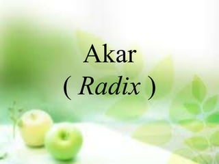 Akar
( Radix )
 