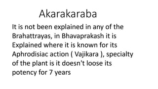 Akarakaraba 
It is not been explained in any of the 
Brahattrayas, in Bhavaprakash it is 
Explained where it is known for its 
Aphrodisiac action ( Vajikara ), specialty 
of the plant is it doesn't loose its 
potency for 7 years 
 