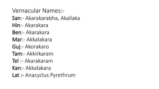 Vernacular Names:- 
San:- Akarakarabha, Akallaka 
Hin:- Akarakara 
Ben:- Akarakara 
Mar:- Akkalakara 
Guj:- Akorakaro 
Tam:- Akkirkaram 
Tel :- Akarakaram 
Kan:- Akkalakara 
Lat :- Anacyclus Pyrethrum 
 
