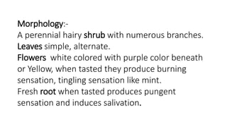 Morphology:- 
A perennial hairy shrub with numerous branches. 
Leaves simple, alternate. 
Flowers white colored with purple color beneath 
or Yellow, when tasted they produce burning 
sensation, tingling sensation like mint. 
Fresh root when tasted produces pungent 
sensation and induces salivation. 
 