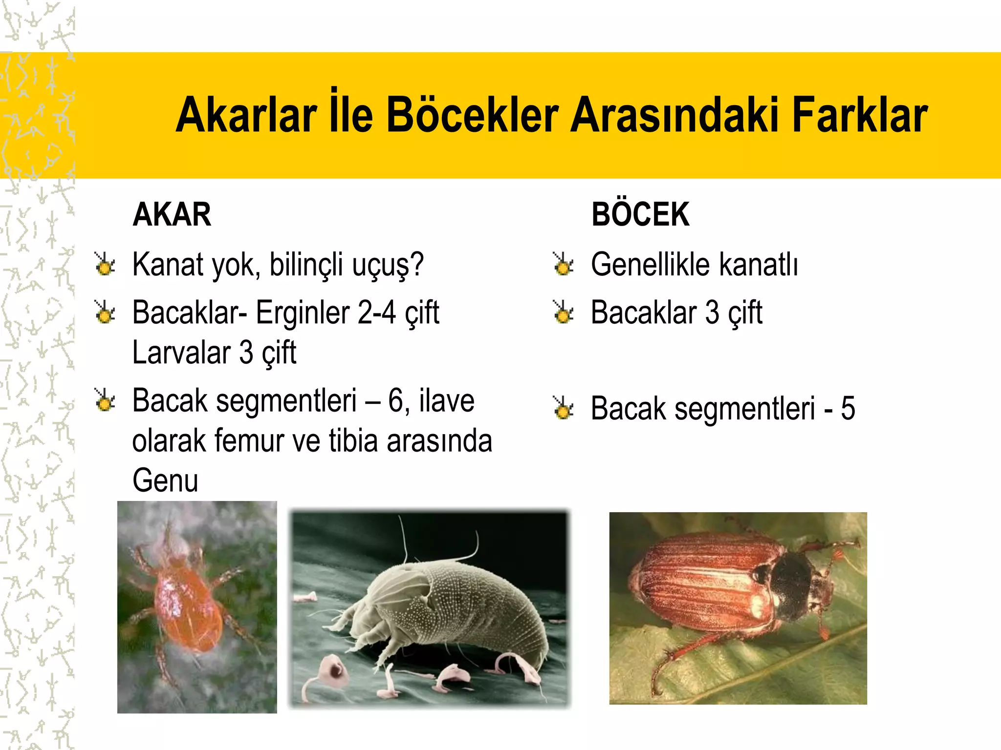 akaroloji ders notu.pdf