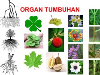 ORGAN TUMBUHAN 
 