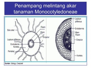 Penampang melintang akar 
tanaman Monocotyledoneae 
 