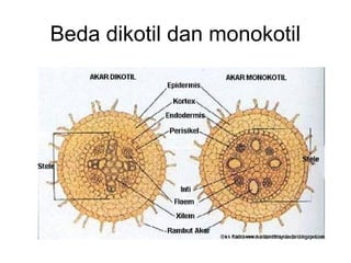 Beda dikotil dan monokotil 
 