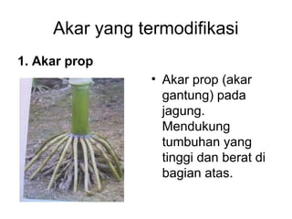 Akar yang termodifikasi 
1. Akar prop 
• Akar prop (akar 
gantung) pada 
jagung. 
Mendukung 
tumbuhan yang 
tinggi dan berat di 
bagian atas. 
 