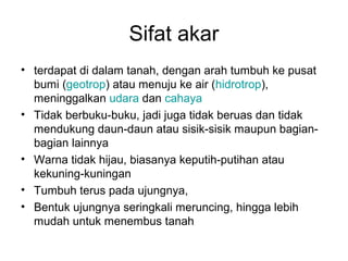 Sifat akar 
• terdapat di dalam tanah, dengan arah tumbuh ke pusat 
bumi (geotrop) atau menuju ke air (hidrotrop), 
meninggalkan udara dan cahaya 
• Tidak berbuku-buku, jadi juga tidak beruas dan tidak 
mendukung daun-daun atau sisik-sisik maupun bagian-bagian 
lainnya 
• Warna tidak hijau, biasanya keputih-putihan atau 
kekuning-kuningan 
• Tumbuh terus pada ujungnya, 
• Bentuk ujungnya seringkali meruncing, hingga lebih 
mudah untuk menembus tanah 
 