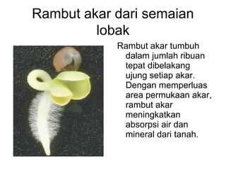 Rambut akar dari semaian 
lobak 
Rambut akar tumbuh 
dalam jumlah ribuan 
tepat dibelakang 
ujung setiap akar. 
Dengan memperluas 
area permukaan akar, 
rambut akar 
meningkatkan 
absorpsi air dan 
mineral dari tanah. 
 