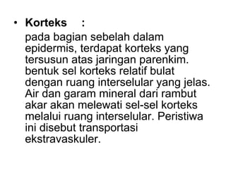 • Korteks : 
pada bagian sebelah dalam 
epidermis, terdapat korteks yang 
tersusun atas jaringan parenkim. 
bentuk sel korteks relatif bulat 
dengan ruang interselular yang jelas. 
Air dan garam mineral dari rambut 
akar akan melewati sel-sel korteks 
melalui ruang interselular. Peristiwa 
ini disebut transportasi 
ekstravaskuler. 
 