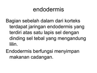 endodermis 
Bagian sebelah dalam dari korteks 
terdapat jaringan endodermis yang 
terdiri atas satu lapis sel dengan 
dinding sel tebal yang mengandung 
lilin. 
Endodermis berfungsi menyimpan 
makanan cadangan. 
 