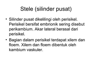 Stele (silinder pusat) 
• Silinder pusat dikelilingi oleh perisikel. 
Perisikel bersifat embrionik sering disebut 
perikambium. Akar lateral berasal dari 
perisikel. 
• Bagian dalam perisikel terdapat xilem dan 
floem. Xilem dan floem dibentuk oleh 
kambium vaskuler. 
 